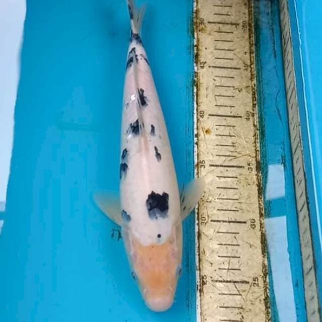 Bekko 30cm Male