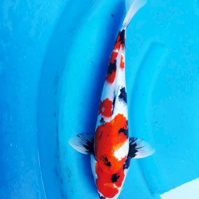 Showa jantan 44cm 