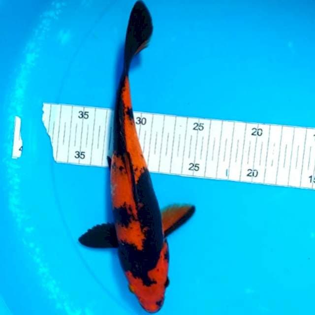 HI UTSURI 25CM