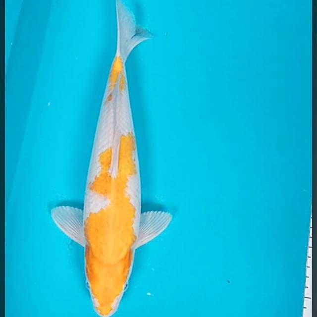 Kohaku koyo 32cm male