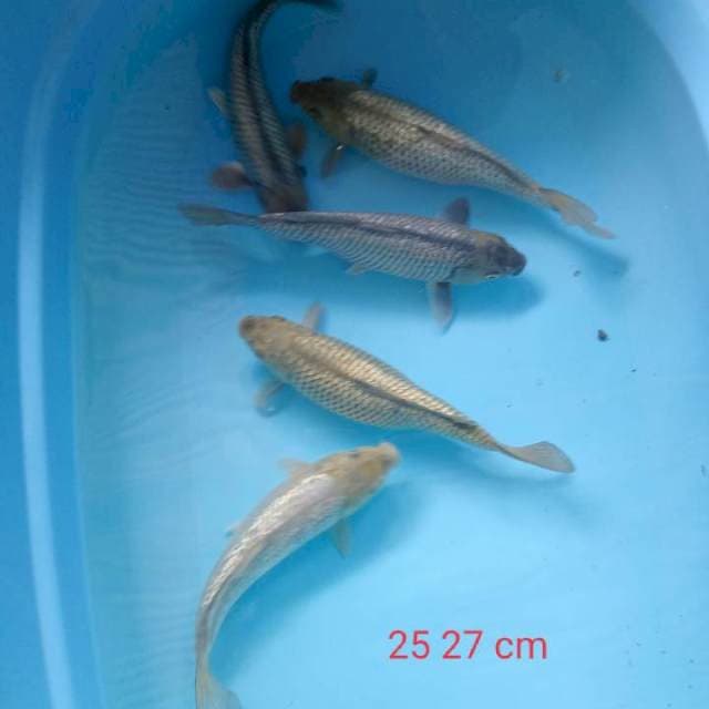 Paket ,5 ekor saragoei gindrin