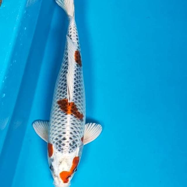 Kujaku jos 32cm male