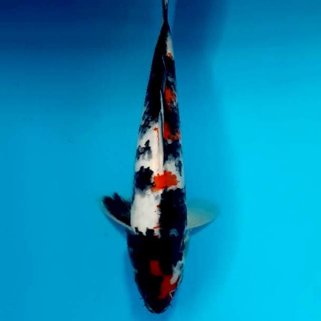 Kindai 27 cm