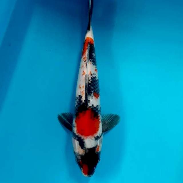 Showa 28 cm