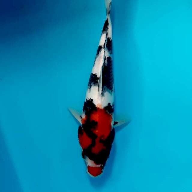 Dhowa 25 cm