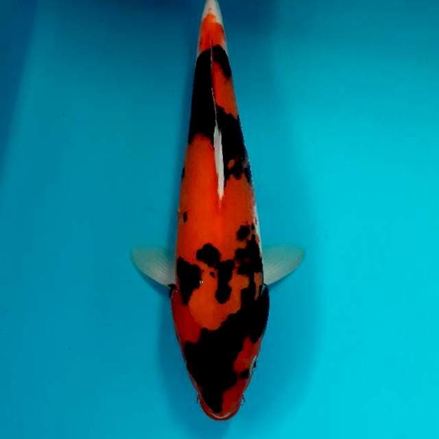 Hishowa 29 cm