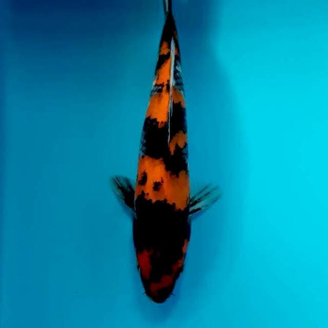 Hishowa 28 cm