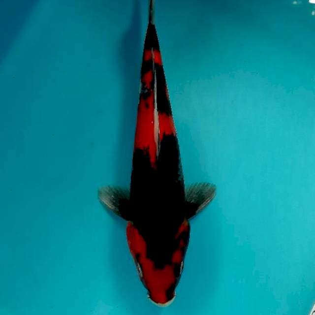 Hishowa 25 cm
