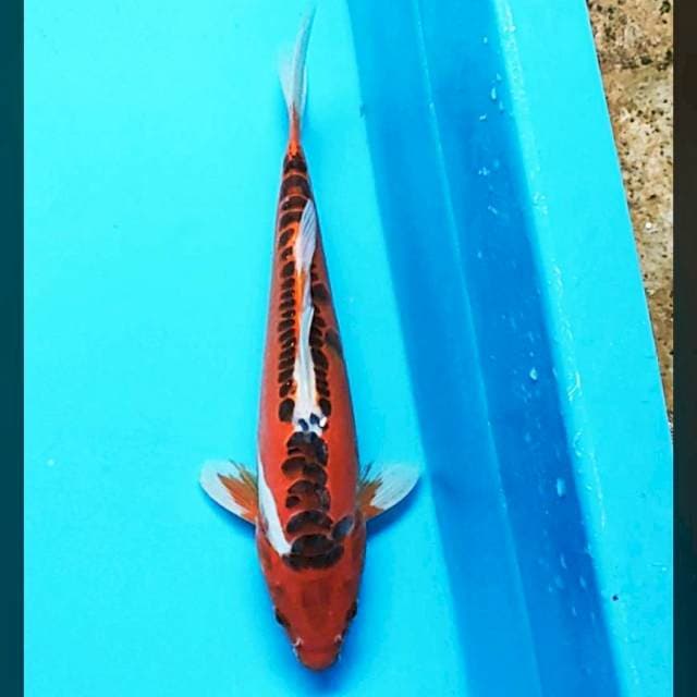 Hi shusui 26cm male