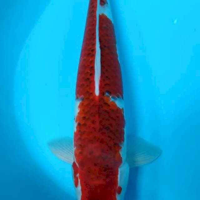 Goromo 41 cm