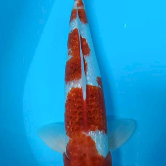 Goromo 40