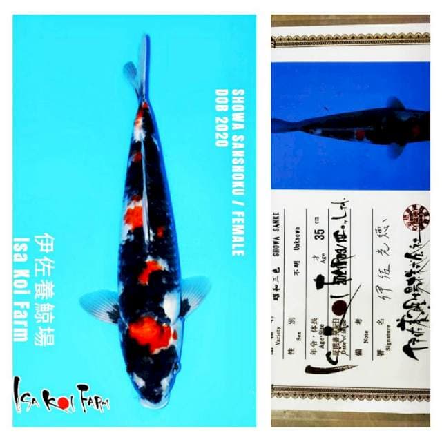 Showa 43cm Isa Koi Farm