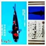 Showa 43cm Isa Koi Farm