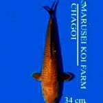 Chagoi 33cm Marusei Koi Farm
