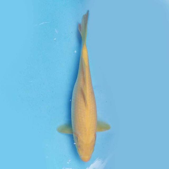 Karashi 34 cm
