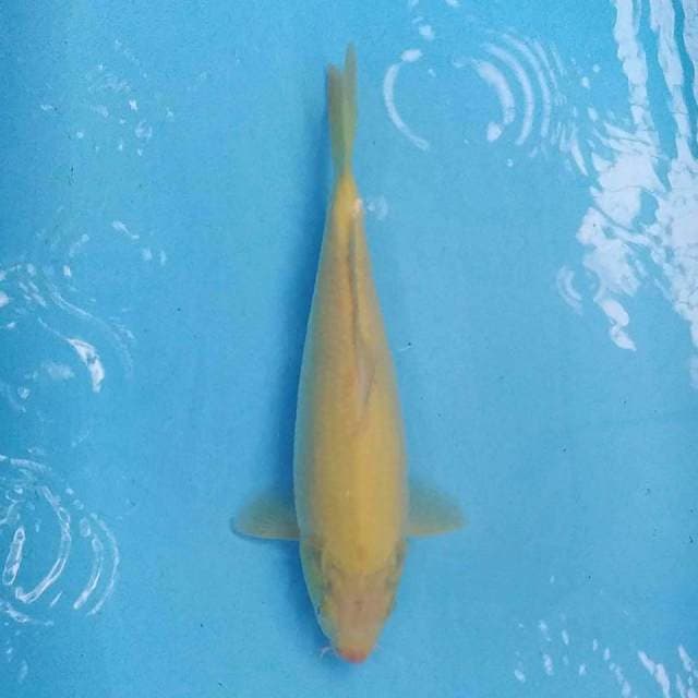 Karashi 32 cm
