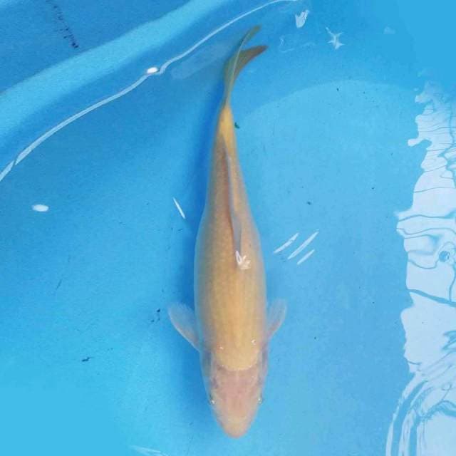 Karashi 31 cm
