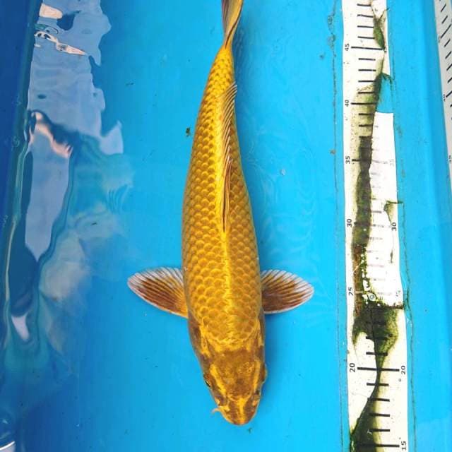 MUKASHI 33 cm