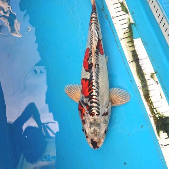Benikiko 30cm