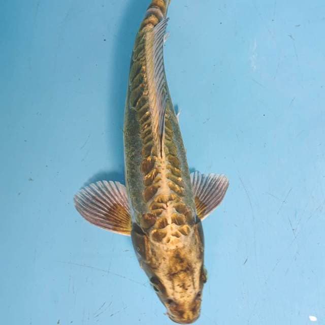 GOLD GINRIN 29 cm