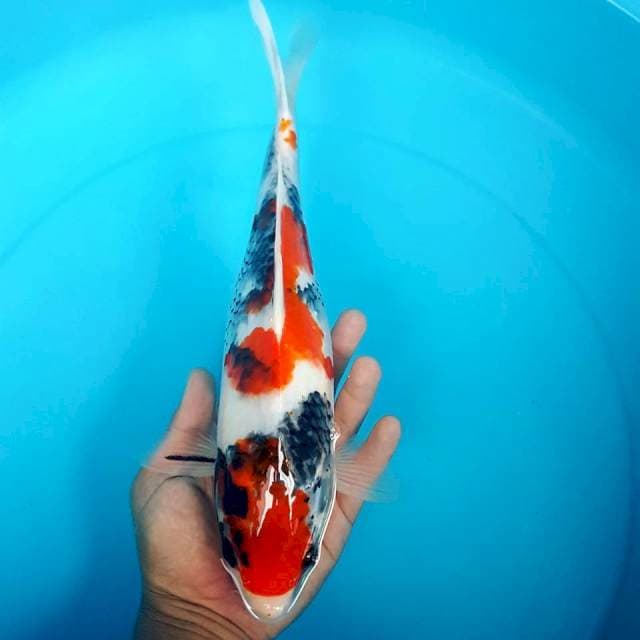 SHOWA SANSHOKU 33CM