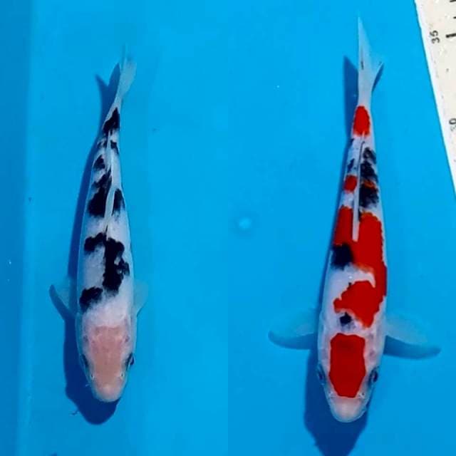 DUO READY SHOW SANKE&BEKKO 20 CM 20 CM