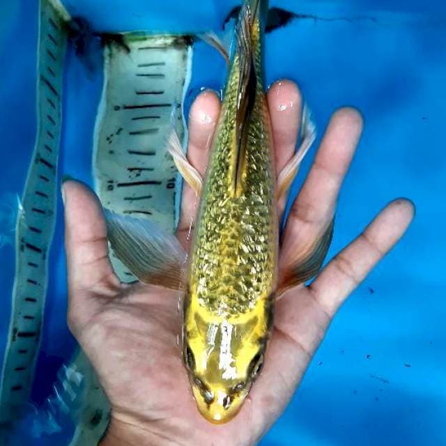 Kumpay ginrin padat 25 cm
