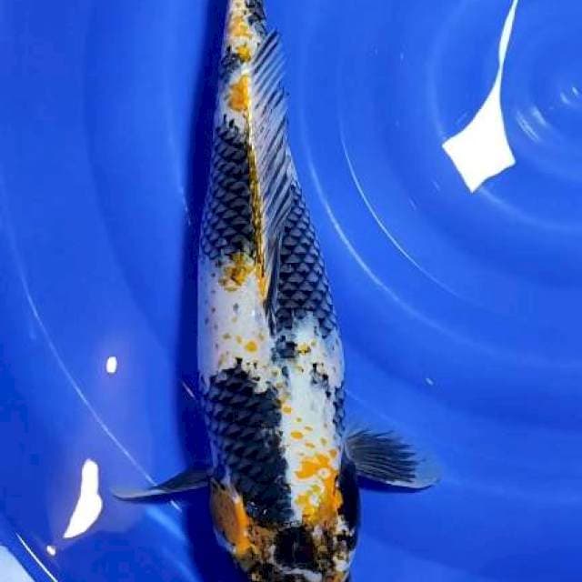showa 53cm fm