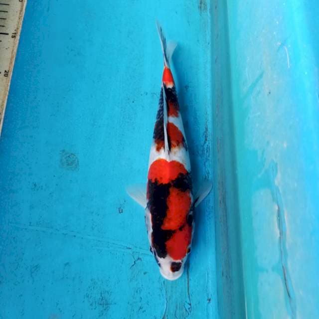 Showa 26cm, male