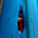 Showa 26cm, male