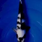 Shiro 32cm sumi tebal joss 