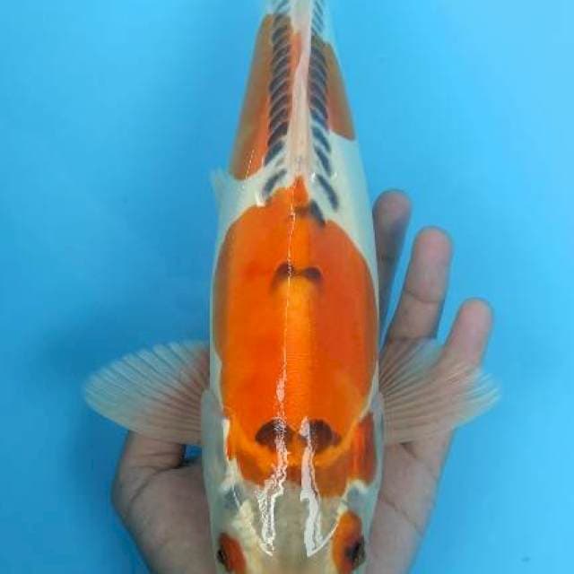Kikkokuryu 35cm