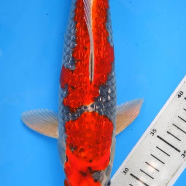 Kolektor Item Gingga Ginrin