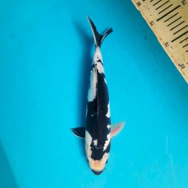 Male Shiro doitsu 29cm