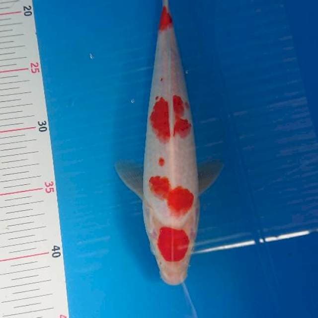 Maruten kohaku 26cm Male