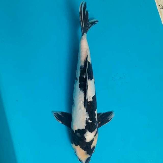 Shiro doit aragoke 31cm Male