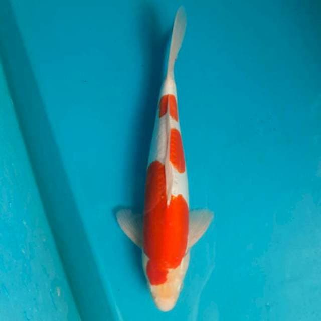 Kohaku doitsu 35cm Male