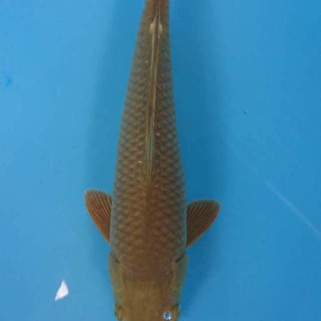 Midori 33cm