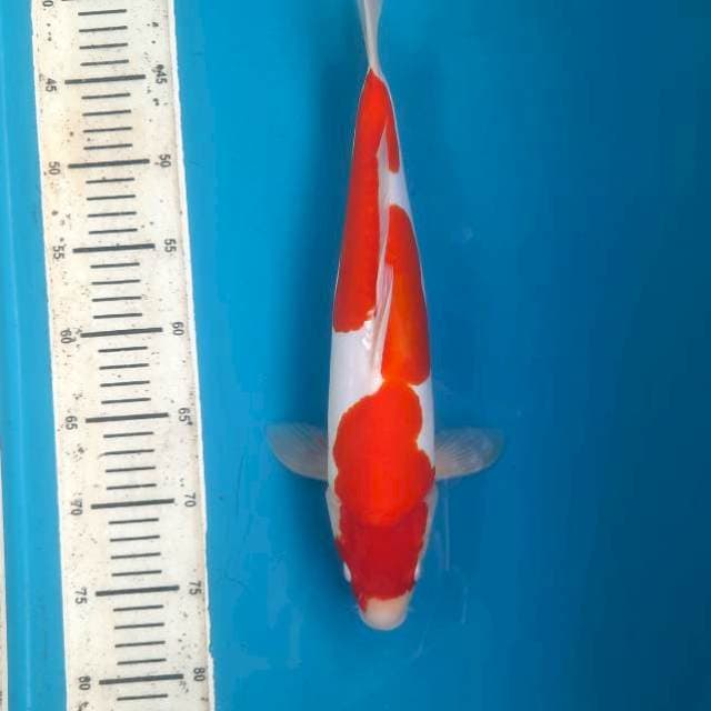 Kohaku doitsu 37cm Male