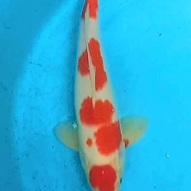 Kohaku step 5 jantan 30cm