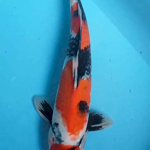 Showa 45cm jantan