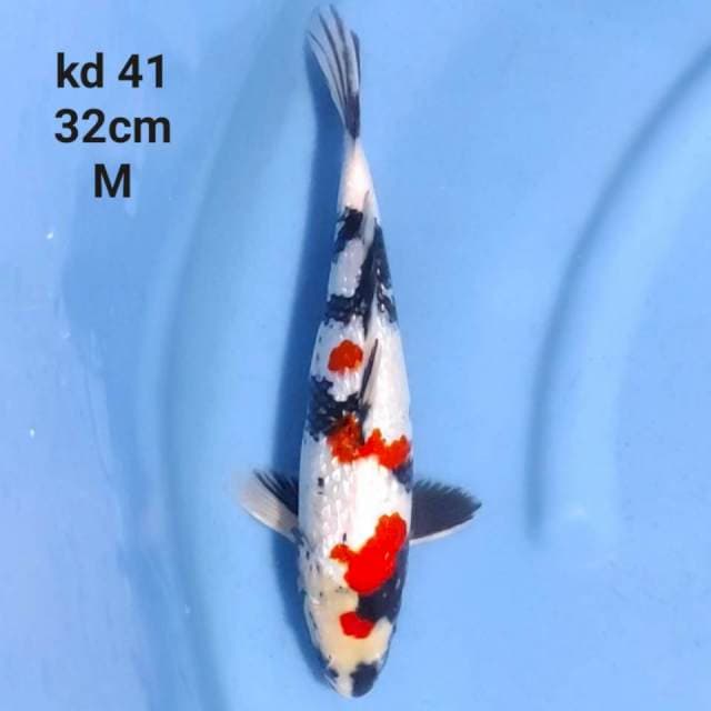 full ginrin kindai showa prospek jumbo