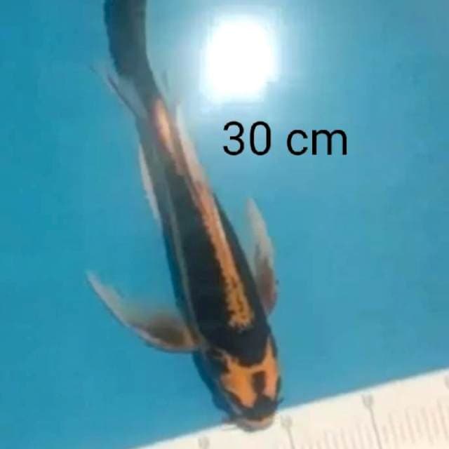 Kumpay Kabuto