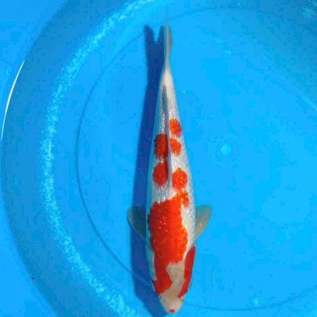 kohaku ginrin sakura