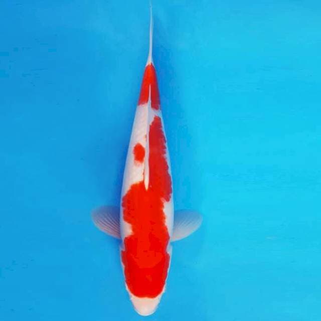 AYALA 6 - Kohaku ®