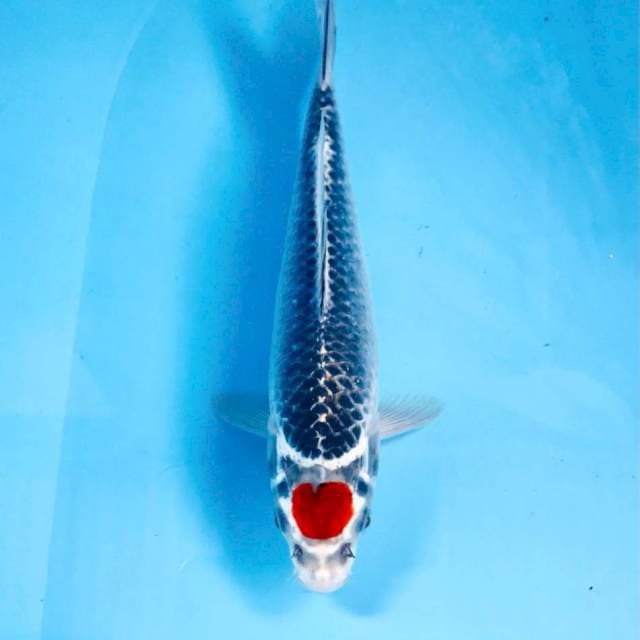 Tancho Goshiki, 23 cm