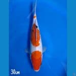 Sanke Tategoi 30cm
