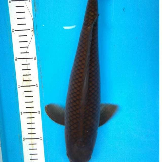 CHAGOI PENJINAK KOLAM 38 cm