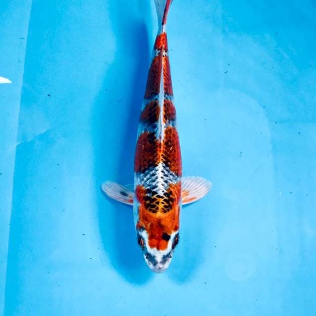 Kujaku, 25 cm
