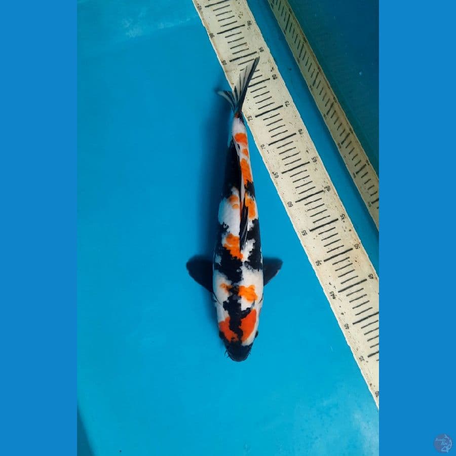 42cm Maruten showa Male